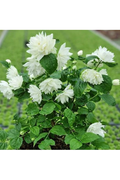 Чубушник Pearls of Perfume